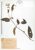 中文名:火炭母草(S066759)學名:Polygonum chinense L.(S066759)中文別名:清飯藤