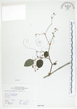 中文名:火炭母草(S066760)學名:Polygonum chinense L.(S066760)中文別名:清飯藤