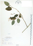 中文名:火炭母草(S066881)學名:Polygonum chinense L.(S066881)中文別名:清飯藤