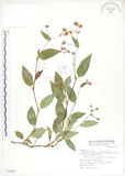 中文名:火炭母草(S072697)學名:Polygonum chinense L.(S072697)中文別名:清飯藤