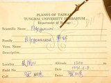 中文名:火炭母草(S073228)學名:Polygonum chinense L.(S073228)中文別名:清飯藤