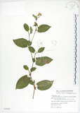 中文名:火炭母草(S079479)學名:Polygonum chinense L.(S079479)中文別名:清飯藤