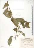 中文名:火炭母草(S085073)學名:Polygonum chinense L.(S085073)中文別名:清飯藤