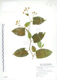 中文名:火炭母草(S085303)學名:Polygonum chinense L.(S085303)中文別名:清飯藤