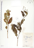 中文名:火炭母草(S086730)學名:Polygonum chinense L.(S086730)中文別名:清飯藤