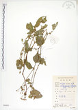 中文名:火炭母草(S086862)學名:Polygonum chinense L.(S086862)中文別名:清飯藤