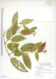 中文名:火炭母草(S088238)學名:Polygonum chinense L.(S088238)中文別名:清飯藤