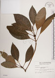 中文名:蘭嶼九節木(S003649)學名:Psychotria cephalophora Merr.(S003649)英文名:Philippine Wild Coffee