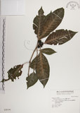 中文名:蘭嶼九節木(S028144)學名:Psychotria cephalophora Merr.(S028144)英文名:Philippine Wild Coffee
