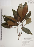 中文名:蘭嶼九節木(S028431)學名:Psychotria cephalophora Merr.(S028431)英文名:Philippine Wild Coffee