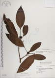 中文名:蘭嶼九節木(S032196)學名:Psychotria cephalophora Merr.(S032196)英文名:Philippine Wild Coffee