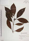 中文名:蘭嶼九節木(S036898)學名:Psychotria cephalophora Merr.(S036898)英文名:Philippine Wild Coffee