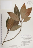 中文名:蘭嶼九節木(S042751)學名:Psychotria cephalophora Merr.(S042751)英文名:Philippine Wild Coffee