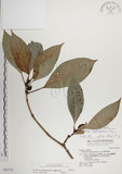 中文名:蘭嶼九節木(S042752)學名:Psychotria cephalophora Merr.(S042752)英文名:Philippine Wild Coffee