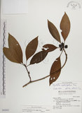 中文名:蘭嶼九節木(S042852)學名:Psychotria cephalophora Merr.(S042852)英文名:Philippine Wild Coffee