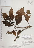 中文名:蘭嶼九節木(S042923)學名:Psychotria cephalophora Merr.(S042923)英文名:Philippine Wild Coffee