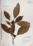 中文名:蘭嶼九節木(S046882)學名:Psychotria cephalophora Merr.(S046882)英文名:Philippine Wild Coffee