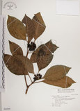 中文名:蘭嶼九節木(S046886)學名:Psychotria cephalophora Merr.(S046886)英文名:Philippine Wild Coffee