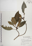 中文名:蘭嶼九節木(S049699)學名:Psychotria cephalophora Merr.(S049699)英文名:Philippine Wild Coffee