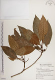 中文名:蘭嶼九節木(S049904)學名:Psychotria cephalophora Merr.(S049904)英文名:Philippine Wild Coffee