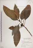 中文名:蘭嶼九節木(S050194)學名:Psychotria cephalophora Merr.(S050194)英文名:Philippine Wild Coffee