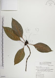 中文名:蘭嶼九節木(S050953)學名:Psychotria cephalophora Merr.(S050953)英文名:Philippine Wild Coffee