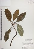 中文名:蘭嶼九節木(S050968)學名:Psychotria cephalophora Merr.(S050968)英文名:Philippine Wild Coffee