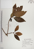 中文名:蘭嶼九節木(S054240)學名:Psychotria cephalophora Merr.(S054240)英文名:Philippine Wild Coffee