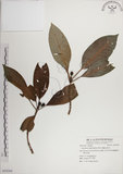 中文名:蘭嶼九節木(S059264)學名:Psychotria cephalophora Merr.(S059264)英文名:Philippine Wild Coffee