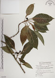 中文名:蘭嶼九節木(S063009)學名:Psychotria cephalophora Merr.(S063009)英文名:Philippine Wild Coffee