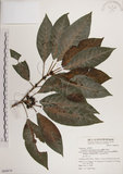 中文名:蘭嶼九節木(S068674)學名:Psychotria cephalophora Merr.(S068674)英文名:Philippine Wild Coffee