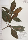 中文名:蘭嶼九節木(S074973)學名:Psychotria cephalophora Merr.(S074973)英文名:Philippine Wild Coffee