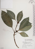 中文名:蘭嶼九節木(S079590)學名:Psychotria cephalophora Merr.(S079590)英文名:Philippine Wild Coffee