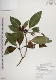 中文名:蘭嶼九節木(S080332)學名:Psychotria cephalophora Merr.(S080332)英文名:Philippine Wild Coffee