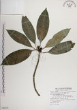 中文名:蘭嶼九節木(S080339)學名:Psychotria cephalophora Merr.(S080339)英文名:Philippine Wild Coffee