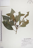 中文名:蘭嶼九節木(S085598)學名:Psychotria cephalophora Merr.(S085598)英文名:Philippine Wild Coffee