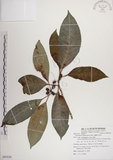 中文名:蘭嶼九節木(S085638)學名:Psychotria cephalophora Merr.(S085638)英文名:Philippine Wild Coffee