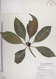 中文名:蘭嶼九節木(S085678)學名:Psychotria cephalophora Merr.(S085678)英文名:Philippine Wild Coffee