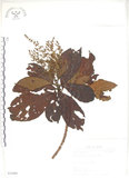 中文名:呂宋水錦樹(S035400)學名:Wendlandia luzoniensis DC.(S035400)英文名:Luzon Wendlandia