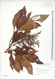 中文名:呂宋水錦樹(S046853)學名:Wendlandia luzoniensis DC.(S046853)英文名:Luzon Wendlandia