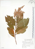 中文名:呂宋水錦樹(S063041)學名:Wendlandia luzoniensis DC.(S063041)英文名:Luzon Wendlandia