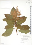 中文名:呂宋水錦樹(S063074)學名:Wendlandia luzoniensis DC.(S063074)英文名:Luzon Wendlandia