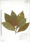 中文名:呂宋水錦樹(S067917)學名:Wendlandia luzoniensis DC.(S067917)英文名:Luzon Wendlandia
