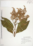 中文名:呂宋水錦樹(S080347)學名:Wendlandia luzoniensis DC.(S080347)英文名:Luzon Wendlandia