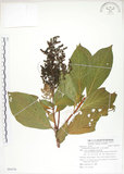 中文名:呂宋水錦樹(S085570)學名:Wendlandia luzoniensis DC.(S085570)英文名:Luzon Wendlandia