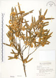 中文名:車桑子(S000419)學名:Dodonaea viscosa (L.) Jacq.(S000419)英文名:Switch Sorrel
