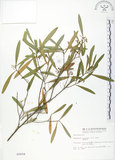中文名:車桑子(S002656)學名:Dodonaea viscosa (L.) Jacq.(S002656)英文名:Switch Sorrel