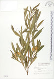 中文名:車桑子(S003678)學名:Dodonaea viscosa (L.) Jacq.(S003678)英文名:Switch Sorrel