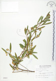 中文名:車桑子(S009897)學名:Dodonaea viscosa (L.) Jacq.(S009897)英文名:Switch Sorrel