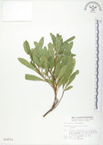 中文名:車桑子(S010572)學名:Dodonaea viscosa (L.) Jacq.(S010572)英文名:Switch Sorrel